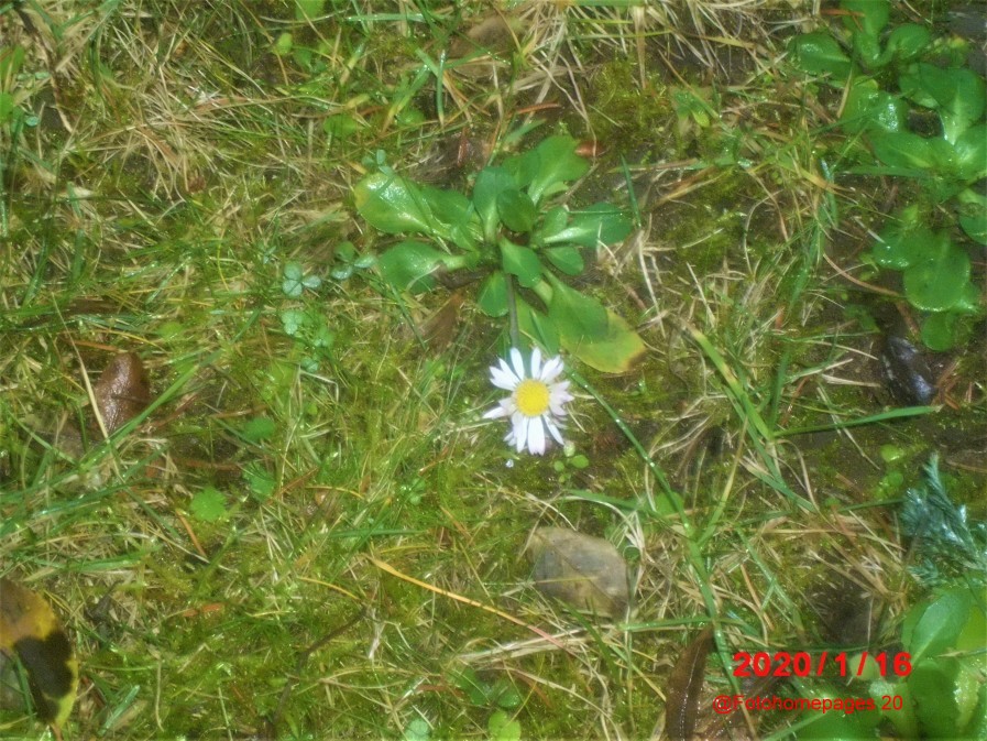 Gänseblümchen gartenaufnahme 20