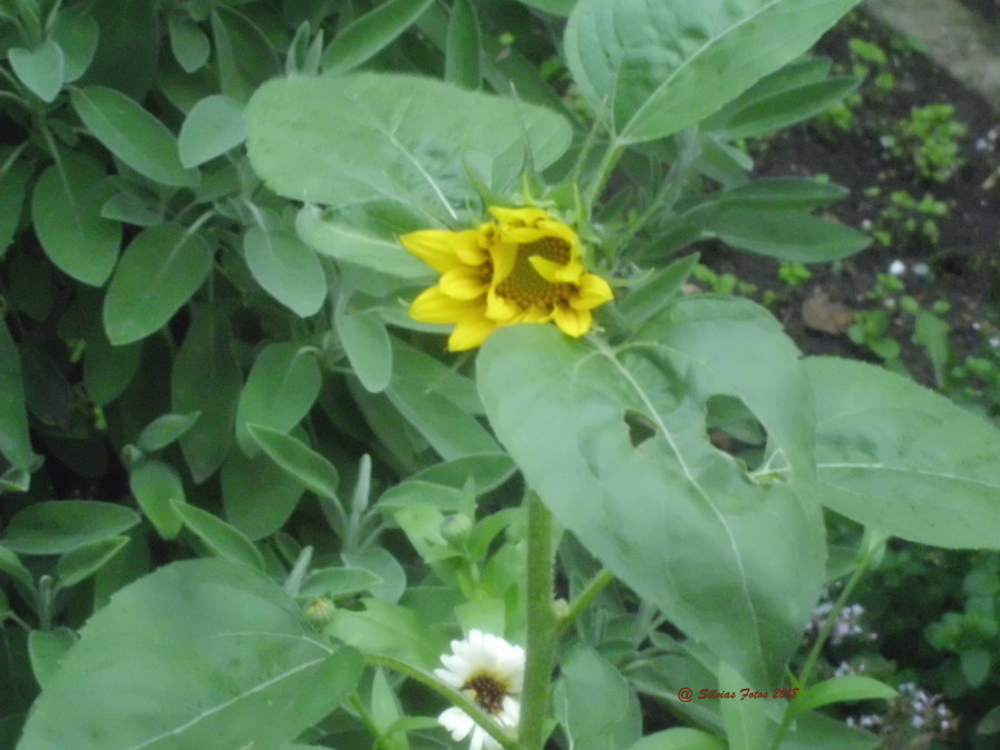 Aufgehende Sonnenblume /Garten