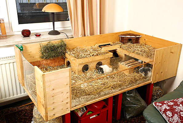 45+ neu Bilder Meerschweinchen Wohnung : Welche Unterlage Fur Auslauf In Der Wohnung Meerschweinchen Haltung Meerschweinchen Ratgeber Community : Viele halter unterschätzen den platzbedarf ihrer meerschweinchen.