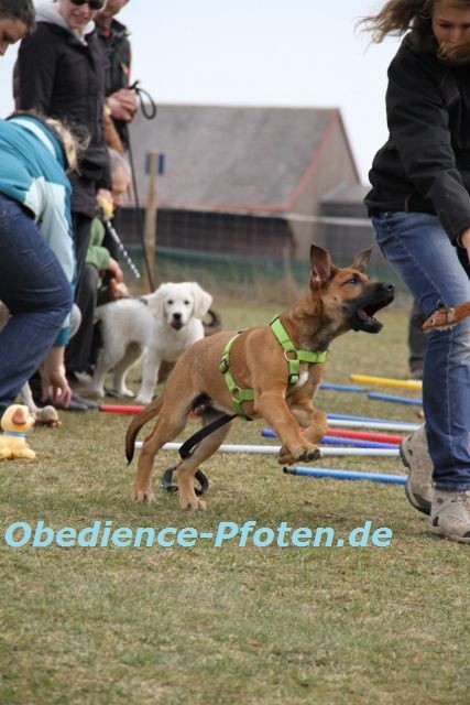 Abrufen durch ablenkungsreiche Menschen/ Hundegasse eines 12 Wochen alten Welpen