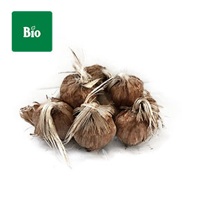 Bulbos bio organico