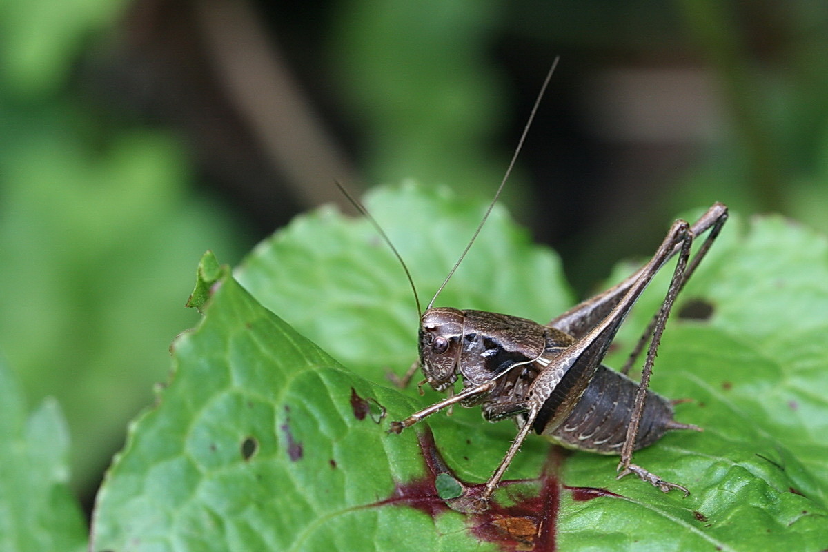 Gewöhnliche Strauchschrecke  (Pholidoptera griseoaptera)