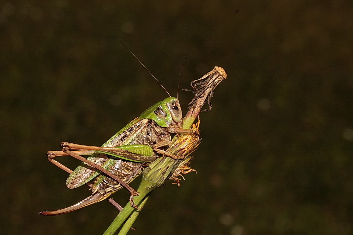 Warzenbeißer  (Decticus verrucivorus) 