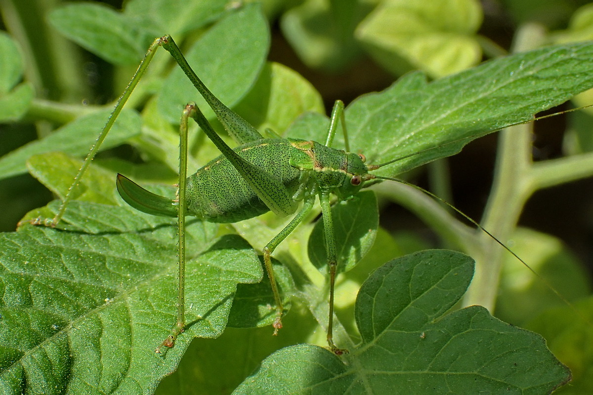 Punktierte Zartschrecke (Leptophyes punctatissima) W