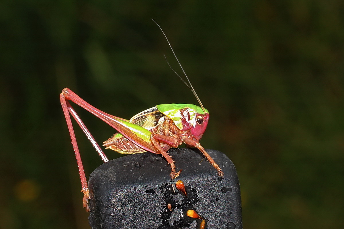 Warzenbeißer  (Decticus verrucivorus) Larve