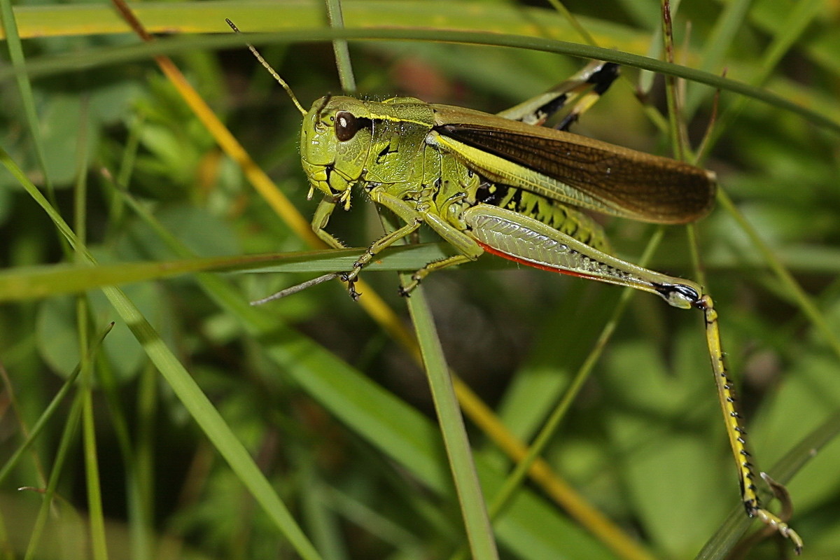 Sumpfschrecke  (Stethophyma grossum)