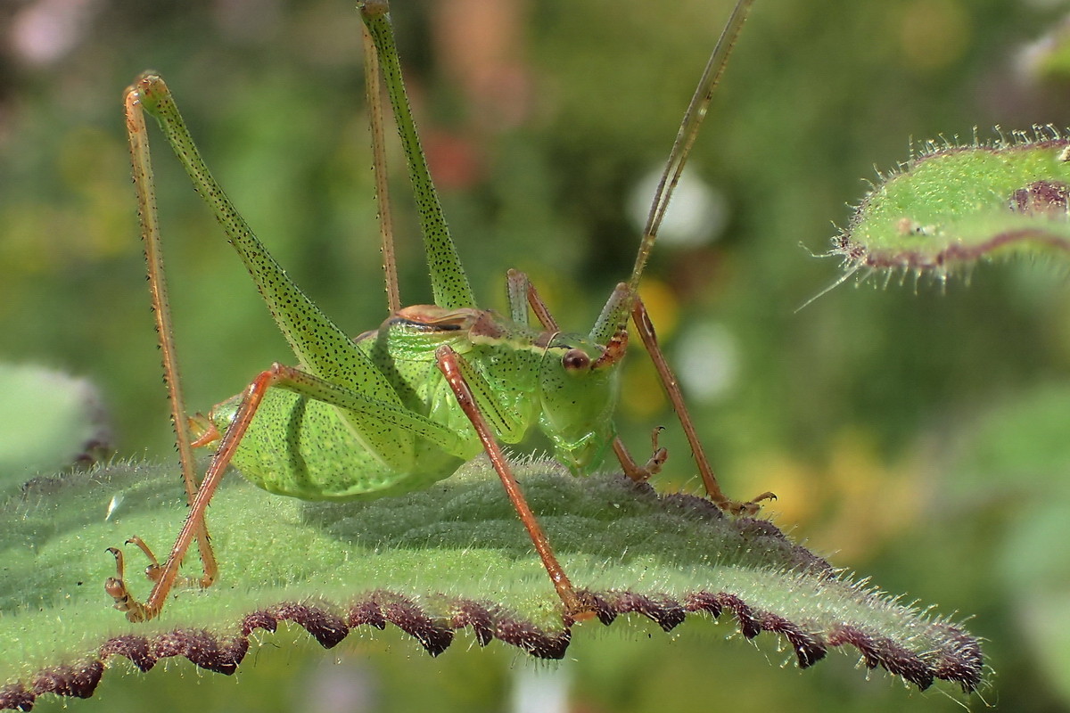 Punktierte Zartschrecke (Leptophyes punctatissima) M