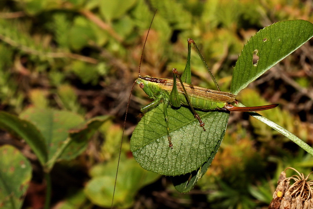 Langflügelige Schwertschrecke  (Conocephalus fuscus)