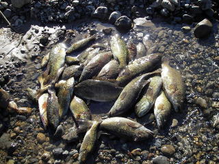 コクチバス駆除のお願い