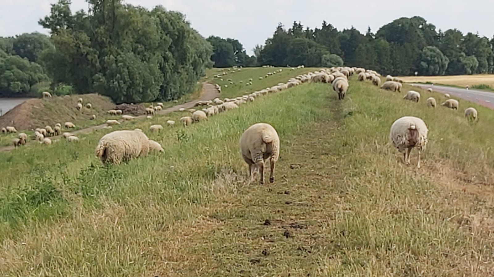 entlang des Elbdeiches