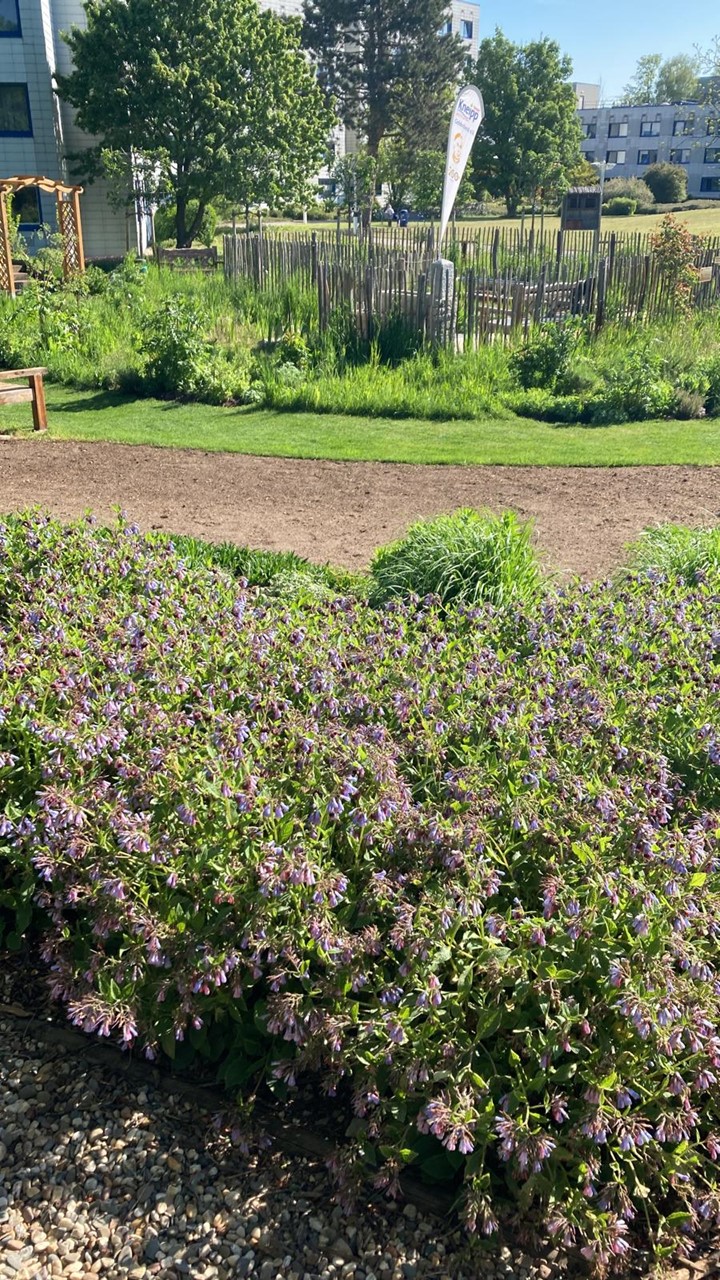 Kneipp-Gesundheitsgarten