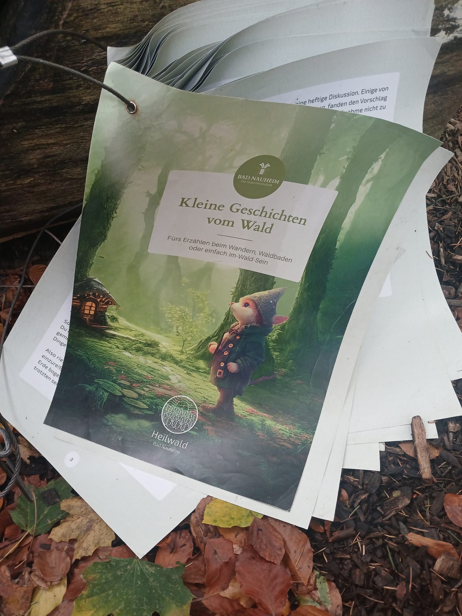 Anleitung zum Waldbaden