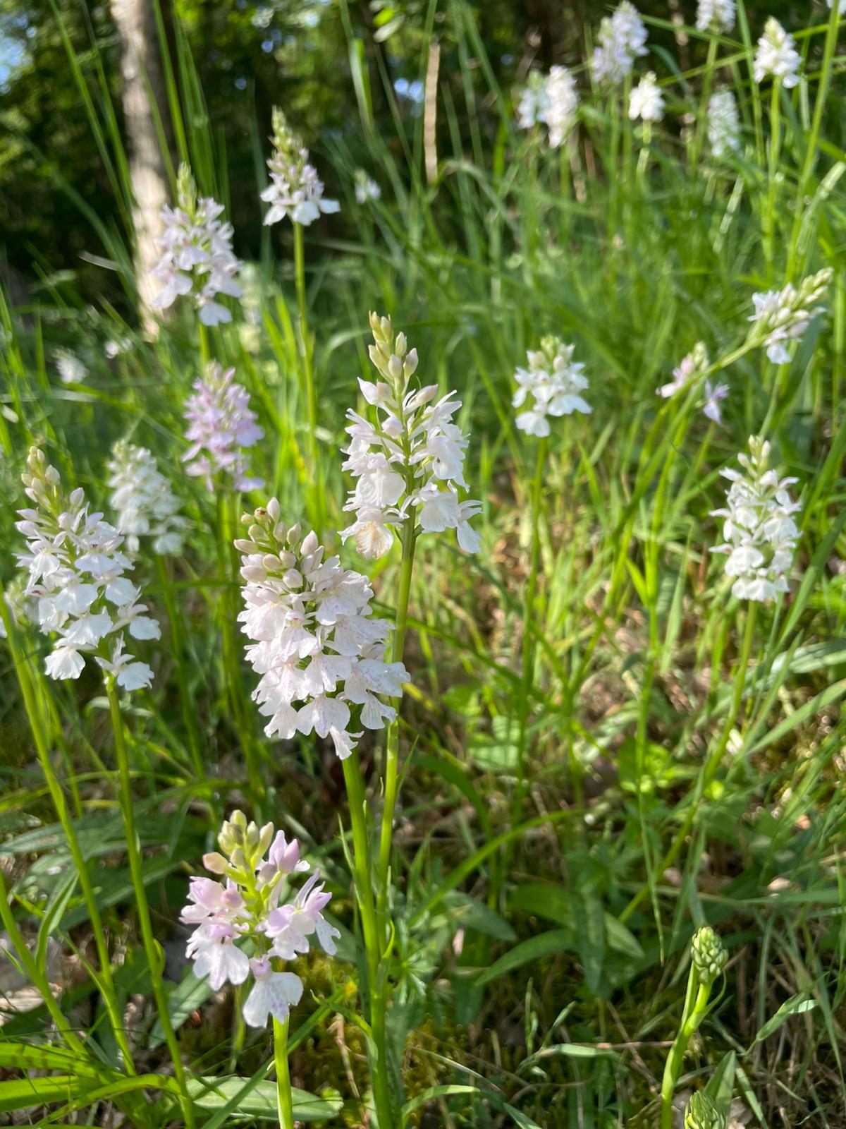 Orchidées