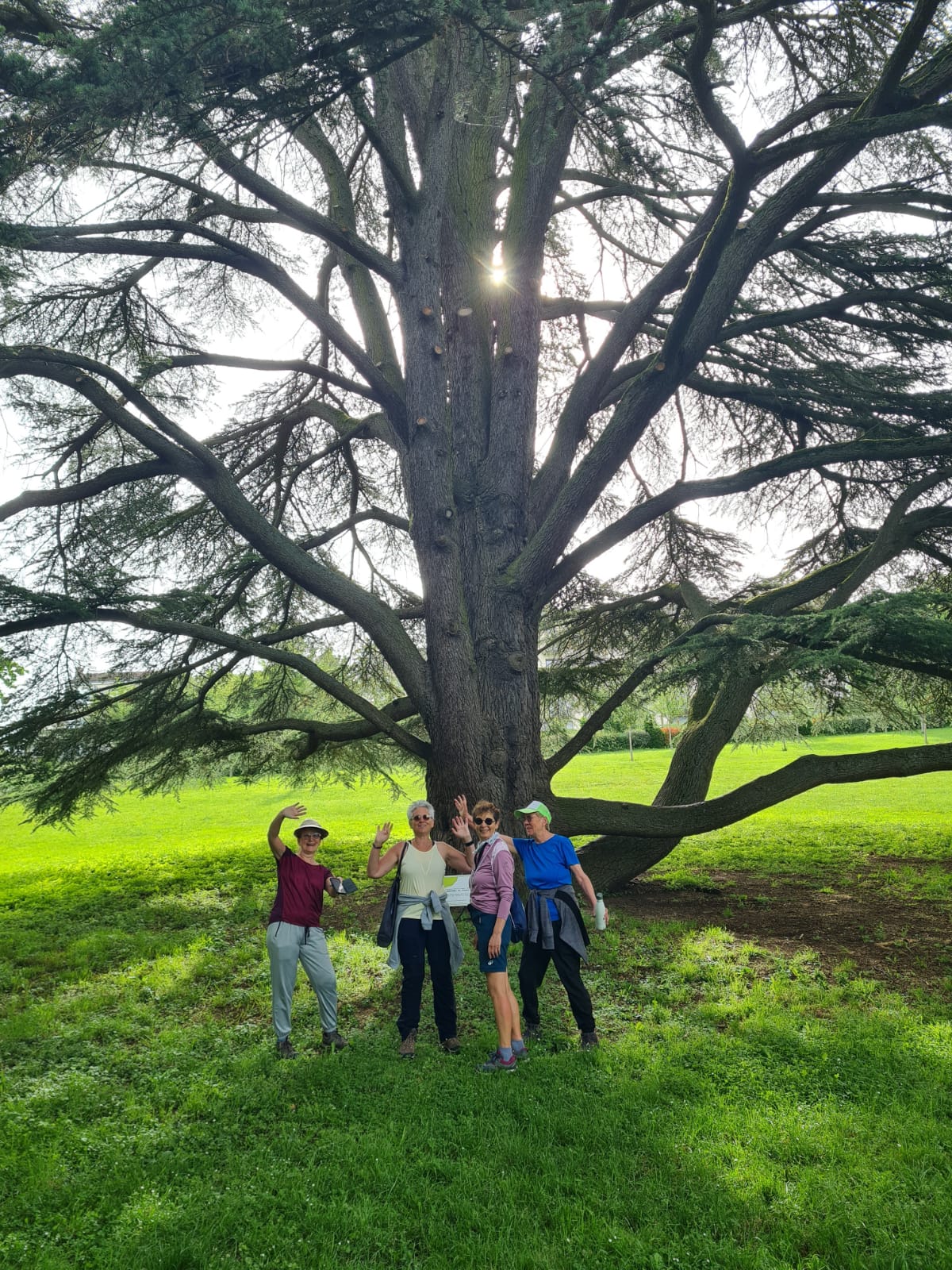 Arbre remarquable au parc