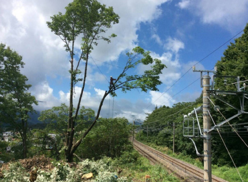 ウッドタワー工法による鉄道近接木伐採の様子。