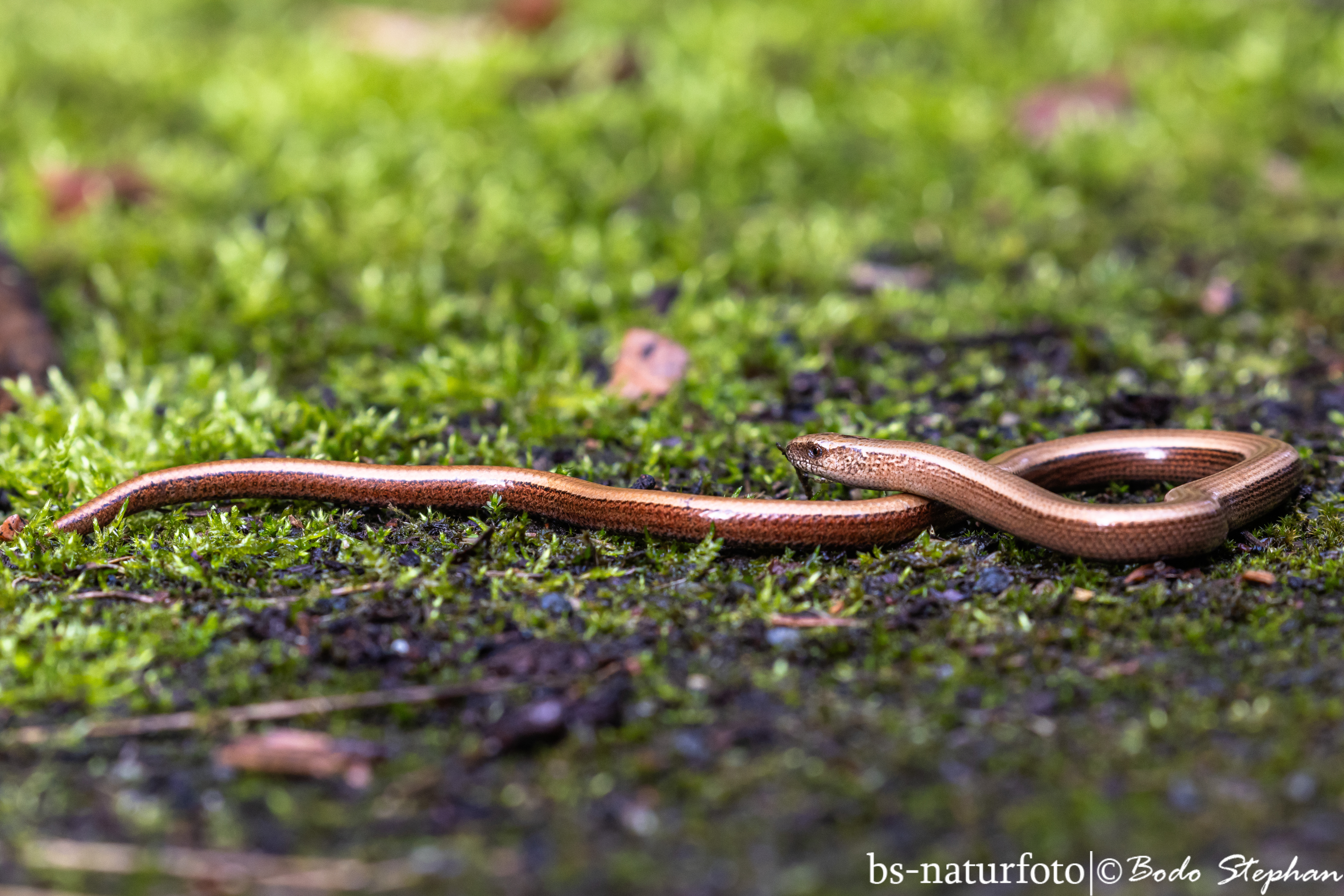 Bilder von schleichen, Blindschleiche