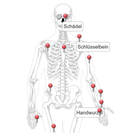 Der Menschliche Korper Klassenhomepage P6a