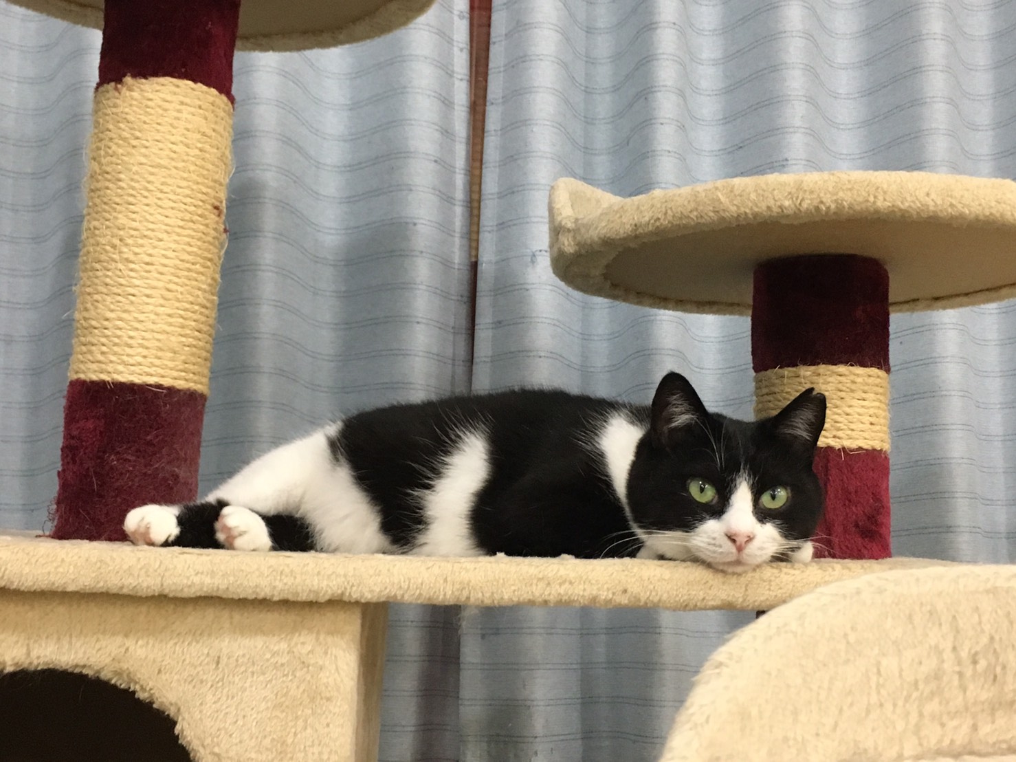 7月1日 猫カフェ にゃんくる さんに行ってきました 横浜市中区阪東橋 南区黄金町 吉野町 犬猫馬の診療 ペットホテル 7月1日 猫カフェ にゃんくる さんに行ってきました 横浜市中区阪東橋 南区黄金町 吉野町 犬猫馬の診療 ペットホテル