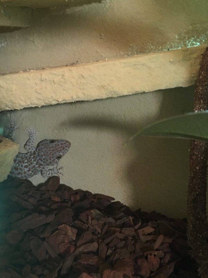 Unsere Tokeh Geckos danystierwelts seite!