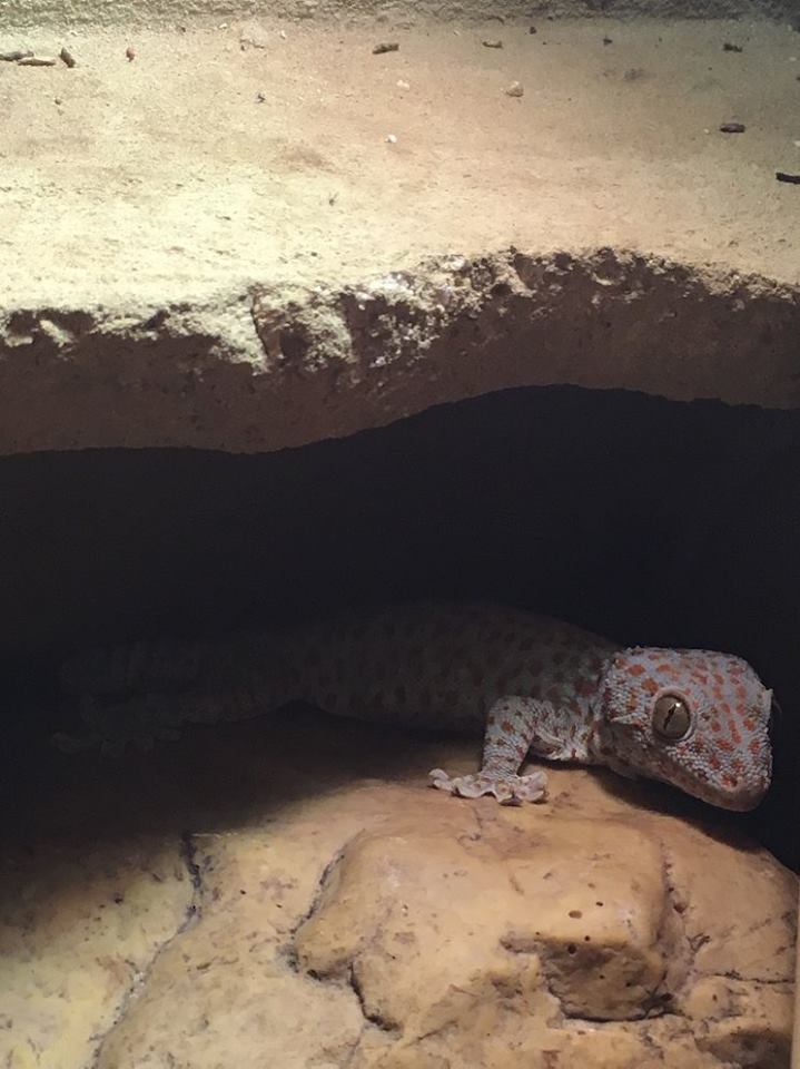 Unsere Tokeh Geckos danystierwelts seite!