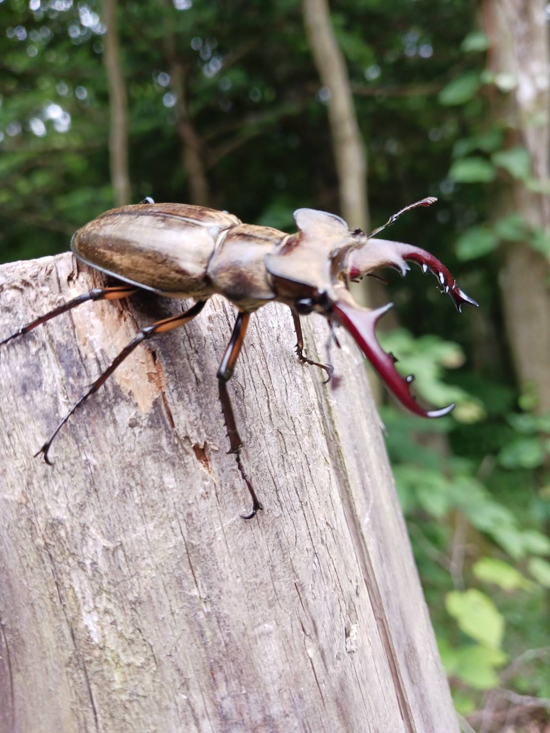 クワガタが出てきた！確保！