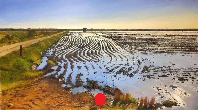 Arrozal inundado con surcos brillantes y reflejos del cielo en una mañana clara en la Albufera.