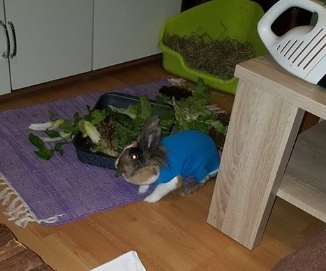 Bella -  - Kundenbild - vielen Dank