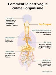 Hypnothérapie pour la régulation émotionnelle via le nerf vague