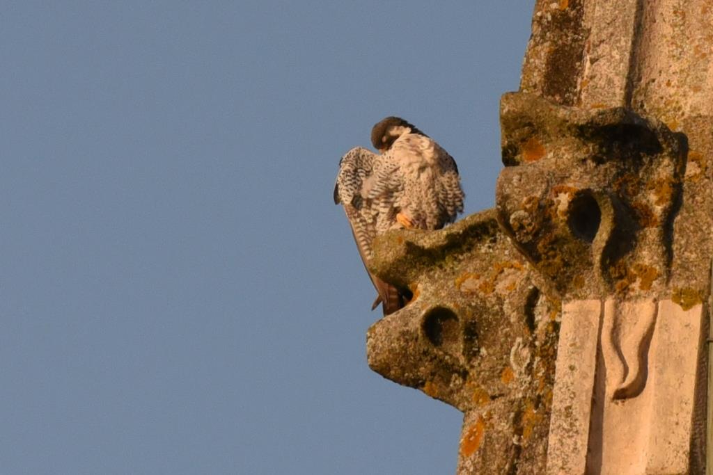 bientôt le couchant