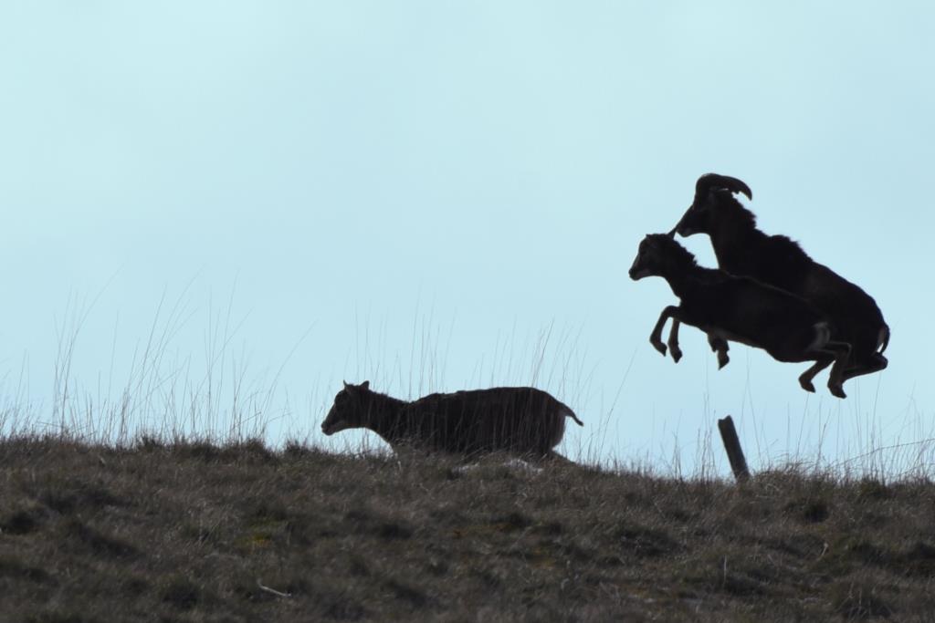 mouflon