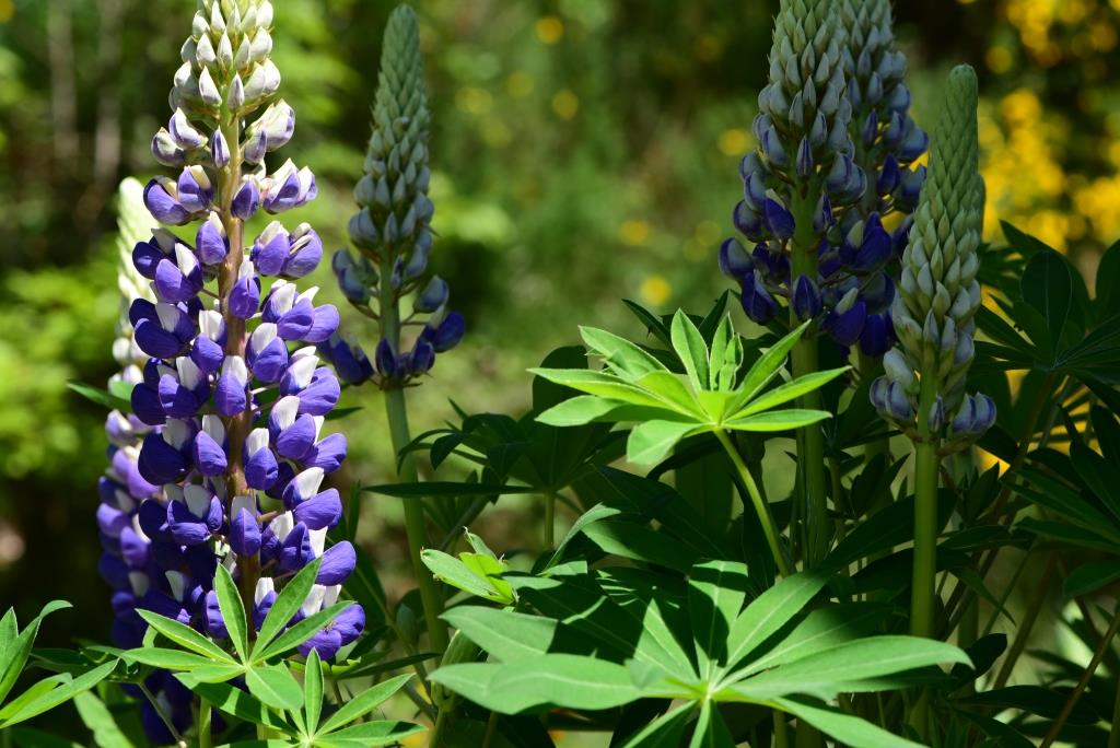 lupins bleus lampes douces...