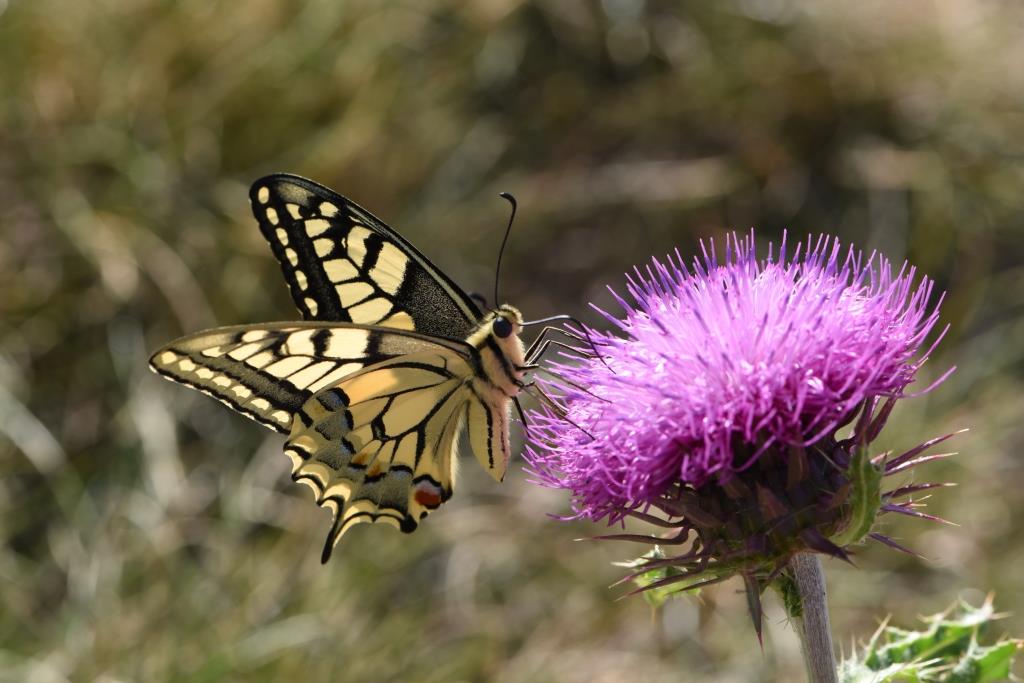 grands papillons