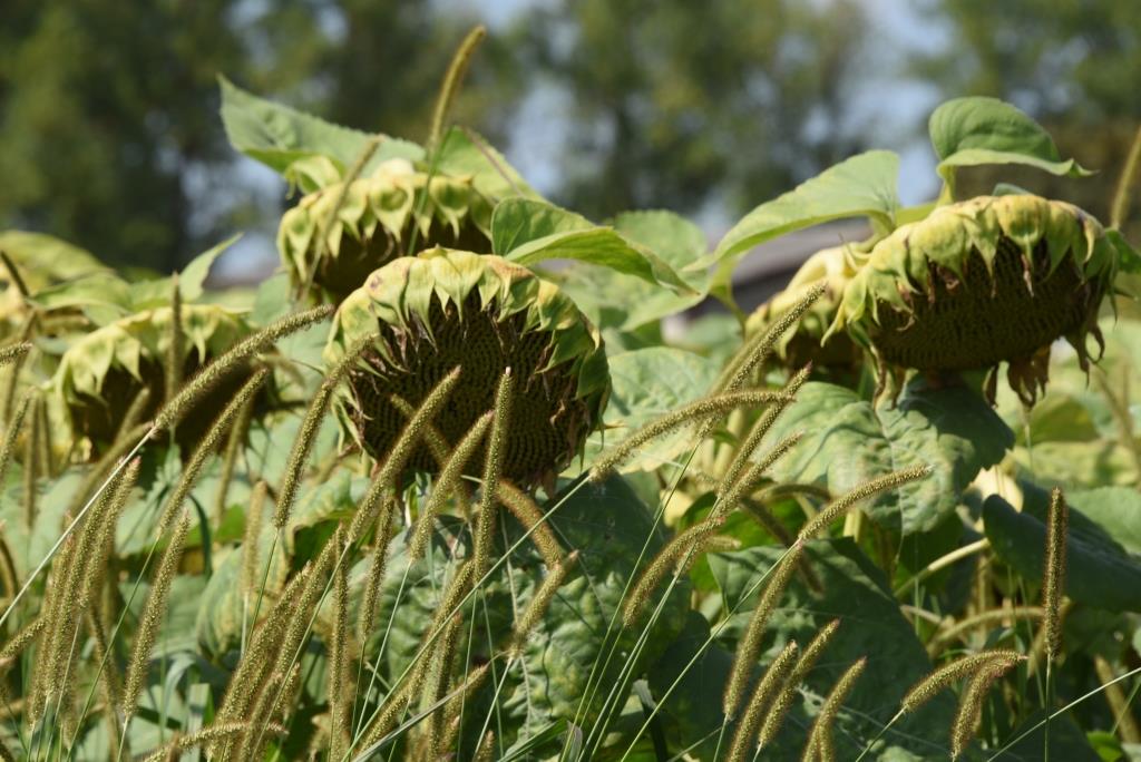 avec le tournesol