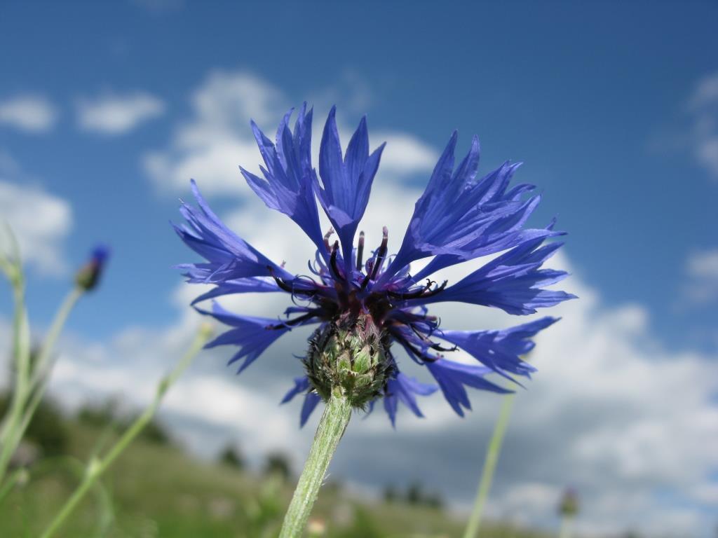 bleuet et nuage