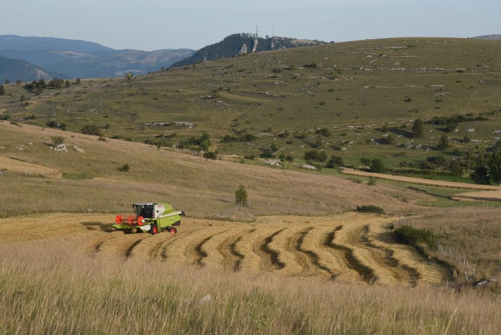 moisson sur le Sauveterre