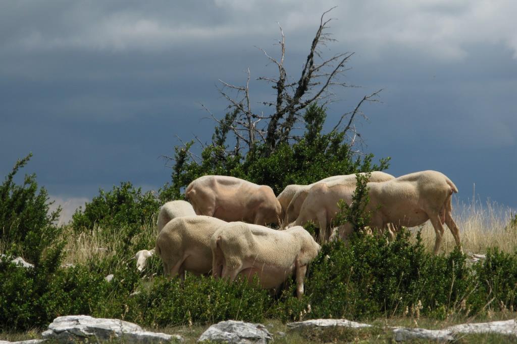 bientôt l'orage