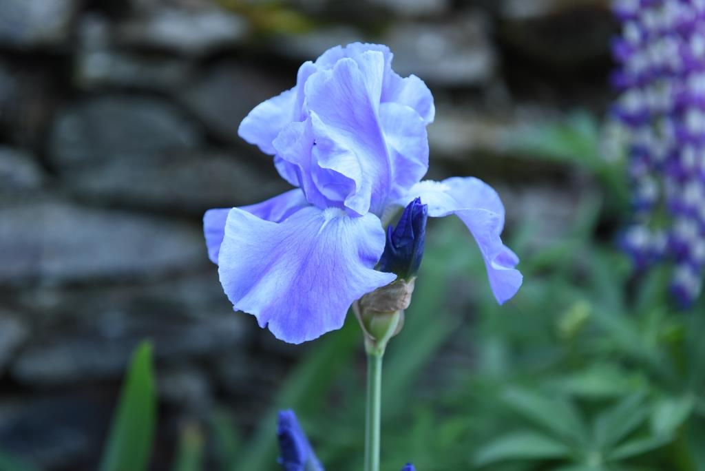 iris de tous les bleus