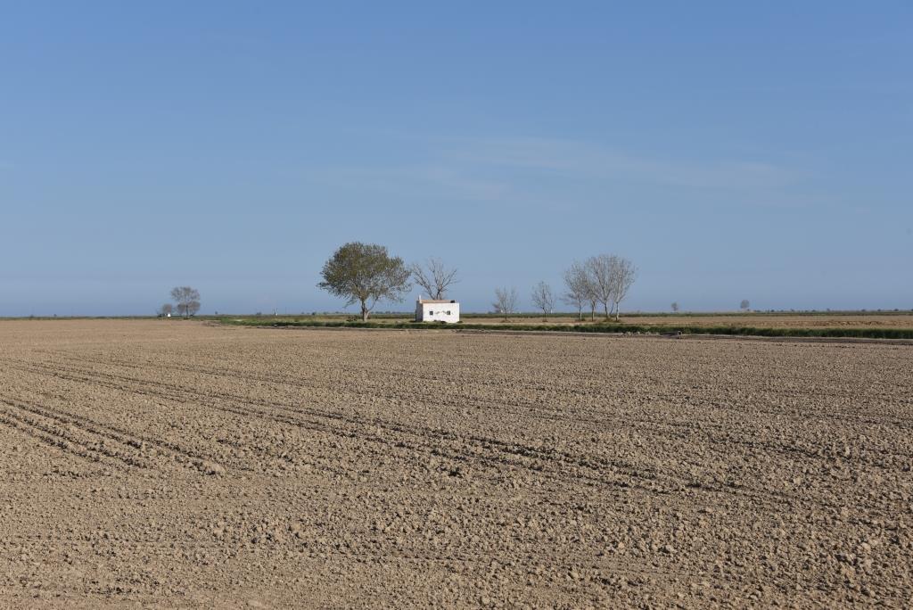 champs de riz en préparation