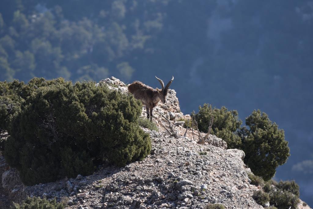 bouquetin prenant la pose