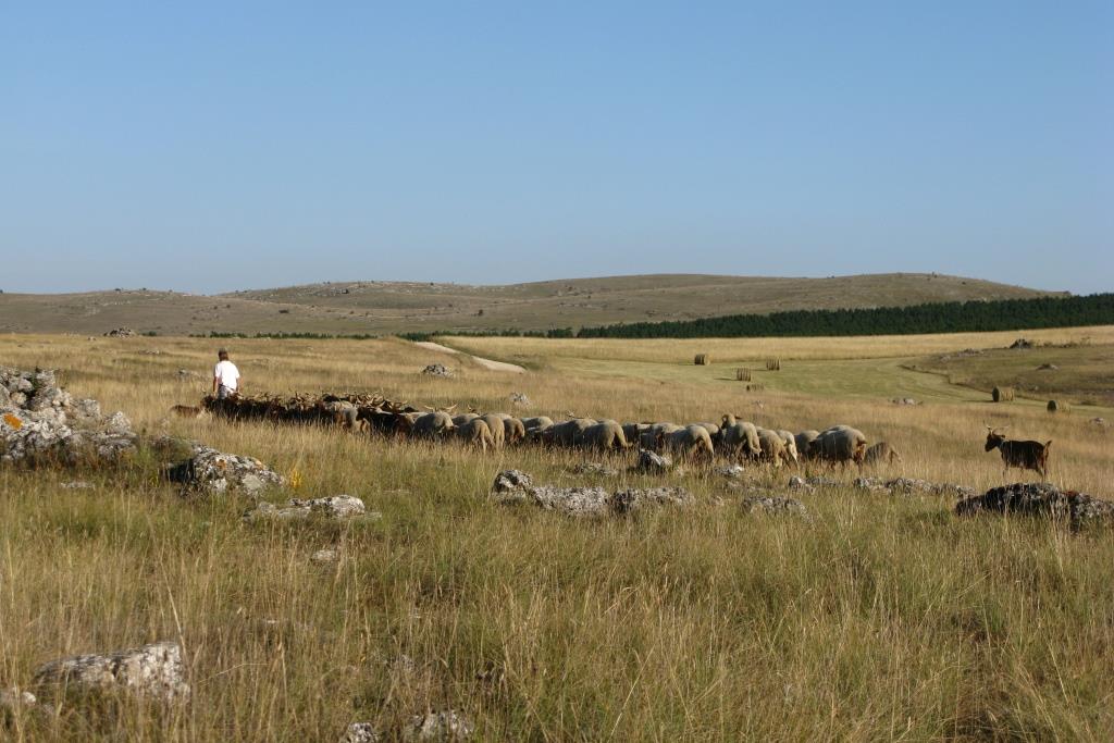 chèvres sur le Méjean