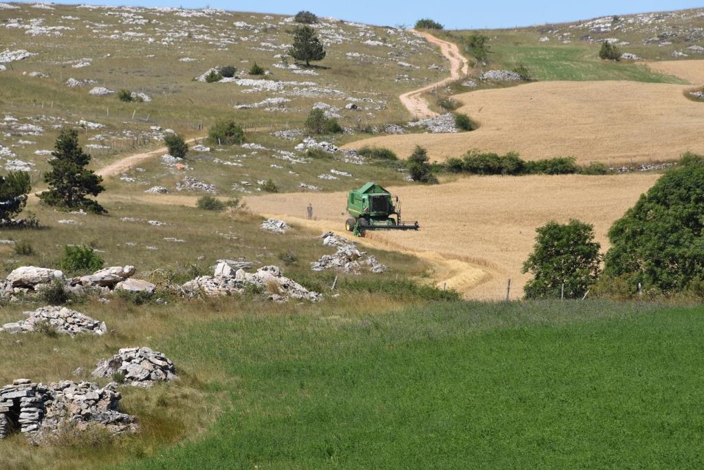 moisson dans les dolines