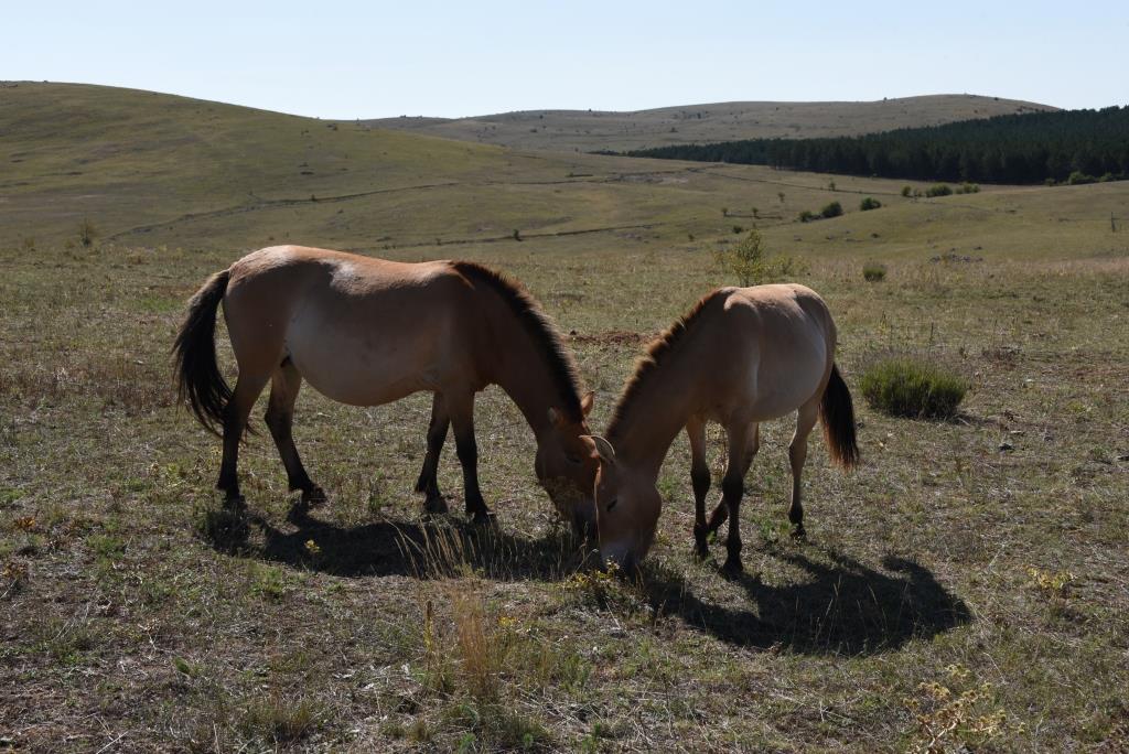 chevaux de Prewalski