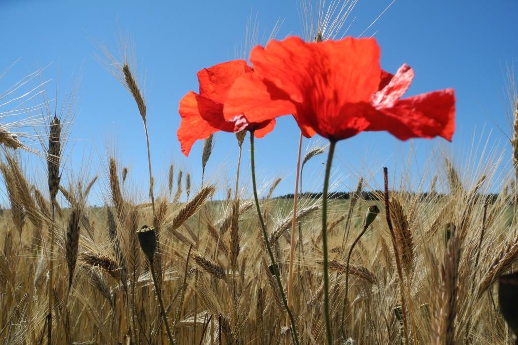 coquelicots des moissons