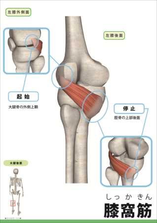 「下腿の筋肉　インナーマッスル」の画像検索結果