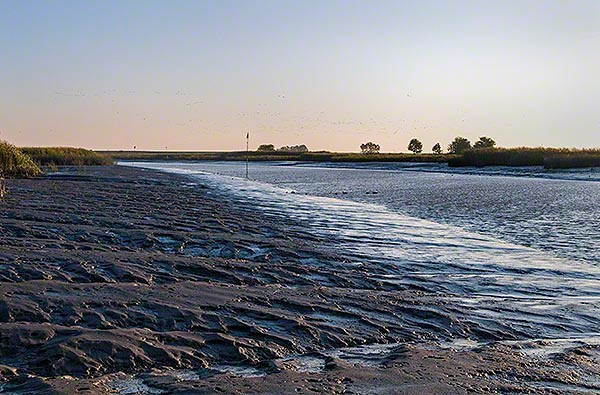 mud at low tide