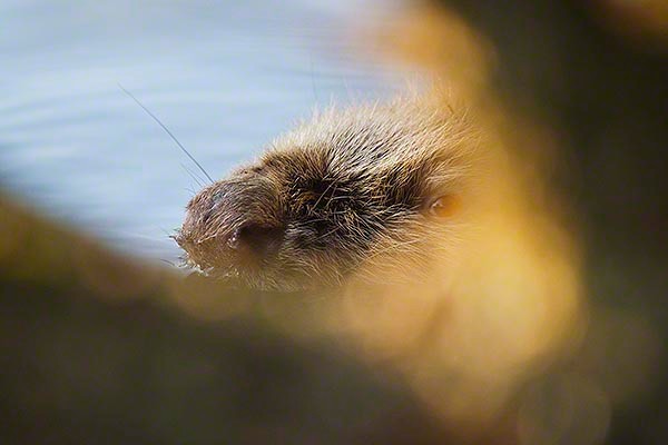 the old beaver is carefull. castor fiber albicus: 
