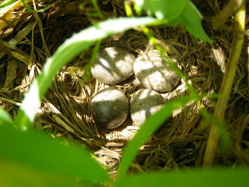鳥の卵を見つけたら、草刈り中断