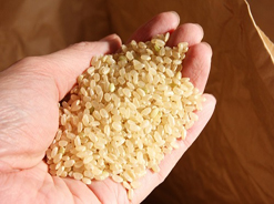 安全で安心な【坂本農園】の自然栽培米は、ササニシキだけでなくコシヒカリやイセヒカリも　～白米だけではなく玄米もございます～