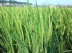 自然栽培のササニシキを販売する【坂本農園】は玄米も10kgや30kg単位でお取り寄せいただけます