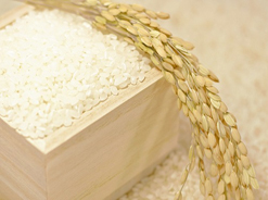 【坂本農園】の“自然栽培”コシヒカリは、白米も玄米も少量～10kg・30kgの販売に対応